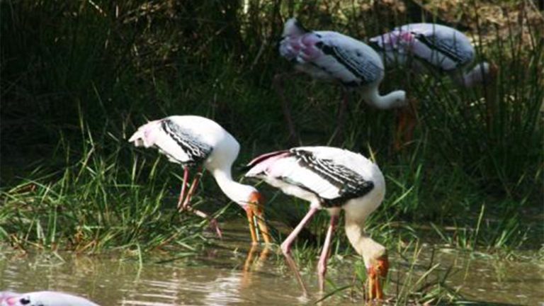 Discover Sri Lanka Tour