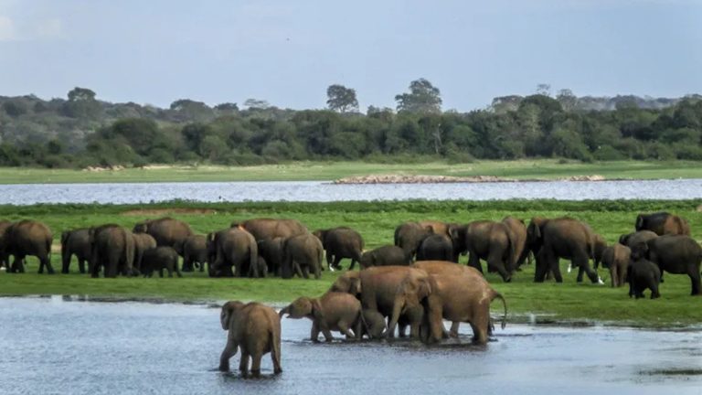 Sri Lanka Island Style