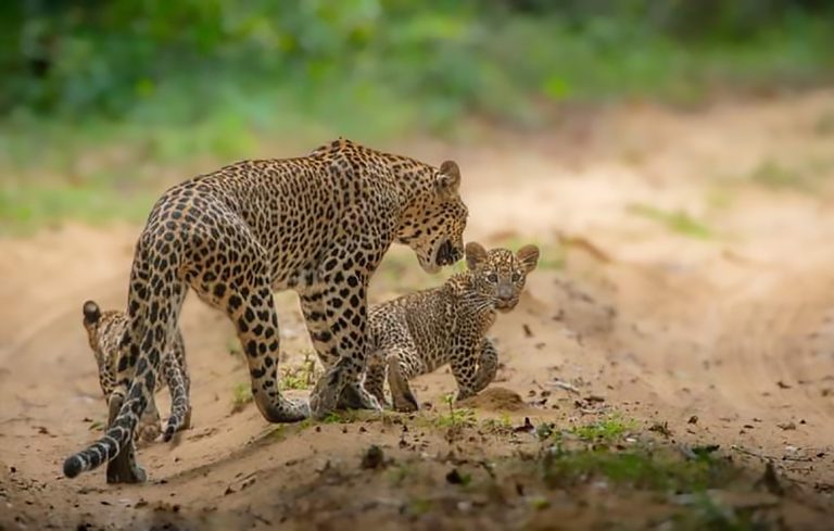 Leopards, Legends & Lakes – A Cultural Safari